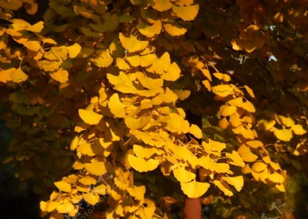 秋天的银杏图片