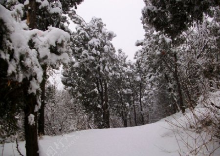南方雪景图片