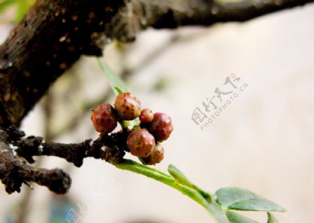 花椒树图片