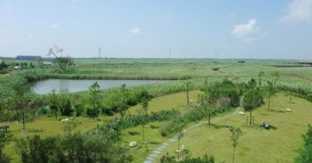 东滩湿地照片图片