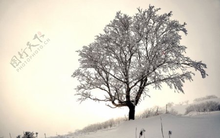 雪域神树图片