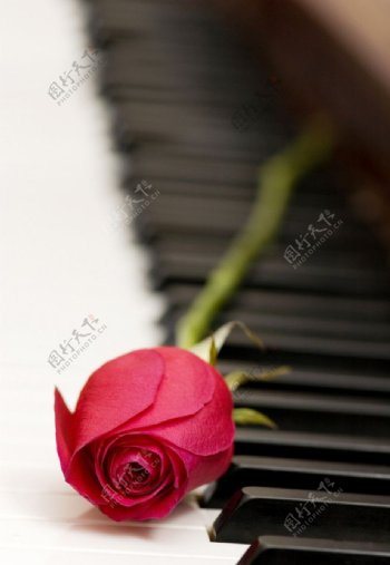 钢琴红玫瑰图片