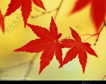 叶子.红叶.树叶.一片叶子图片