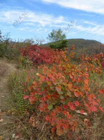 太室山多彩的秋天图片