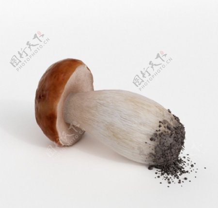 松茸模型松茸蘑菇图片