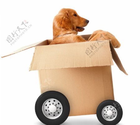 纸箱车内的小狗图片