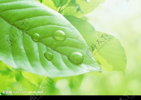 绿色水滴系列绿色森林图片