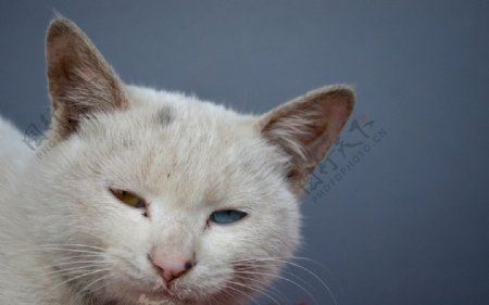 中国大白猫图片
