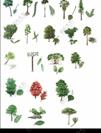 50棵矢量树图片