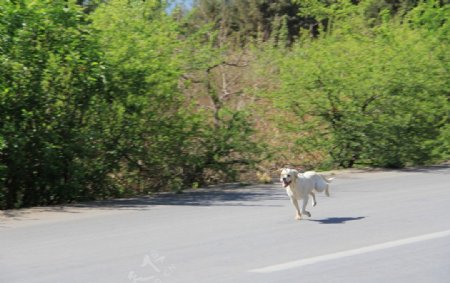 小狗跑图片