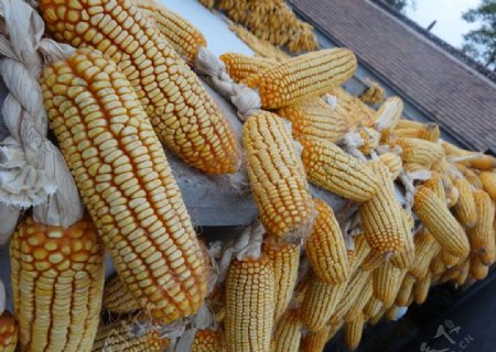 丰收玉米非高清图片