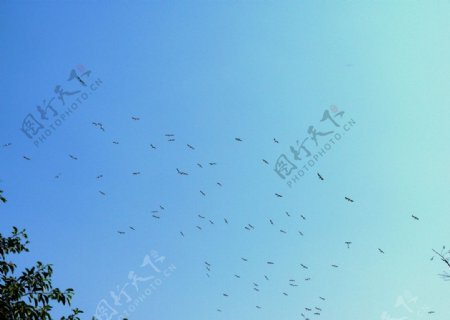 白塘公园天空飞鸟图片
