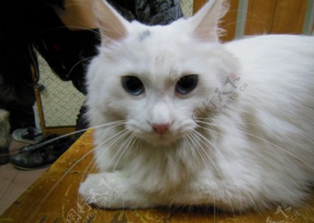 椅子上的白猫图片