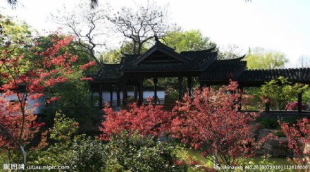 红梅公园春景图片