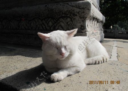 潭柘寺的猫图片