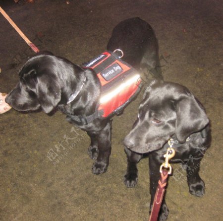 两条黑色拉布拉多救助犬图片