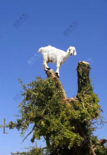 树枝上的山羊图片
