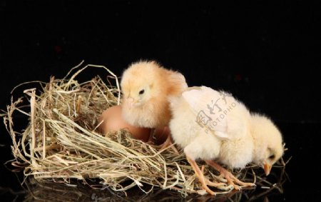 小鸡崽雏鸡稚鸡鸡宝宝图片