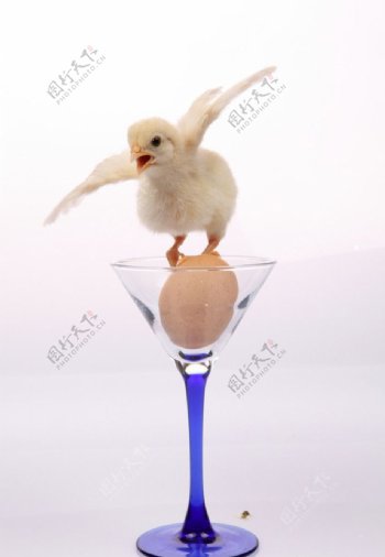 玻璃杯里的小鸡图片