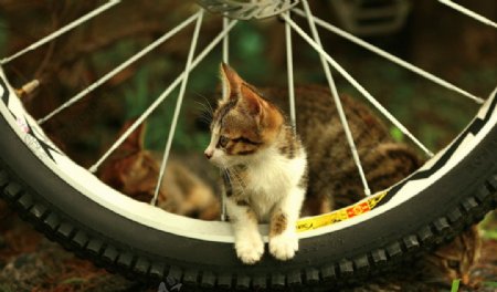 单车小猫图片