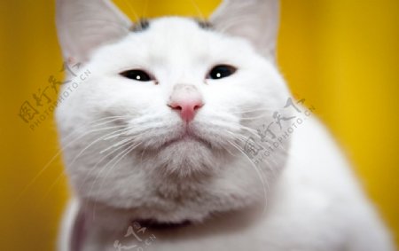 可爱白猫图片