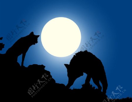 狼夜明月图片
