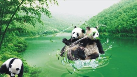 熊猫戏水图片