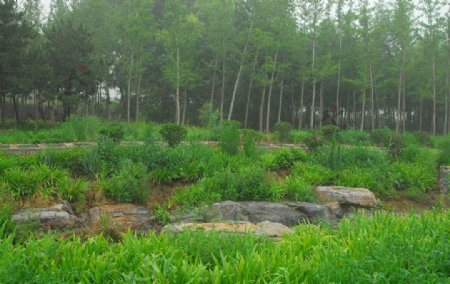 唐山南湖青草绿树图片