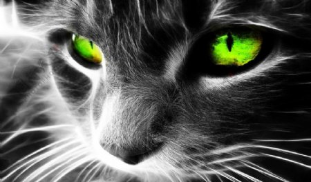 绿眼猫图片