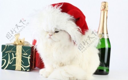 可爱小白猫和礼盒酒水图片