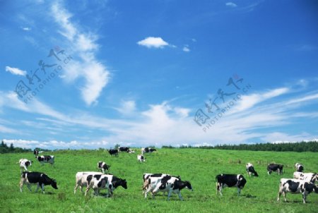 奶牛摄影图图片