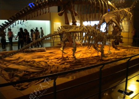 宁波博物馆恐龙展图片