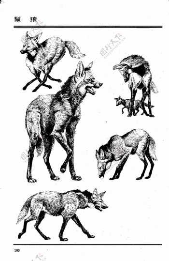 画兽谱36鬣狼图片