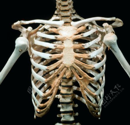 人体胸骨图片