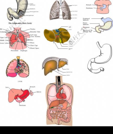 人体腹腔解剖图图片