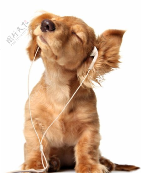 听音乐的狗狗图片