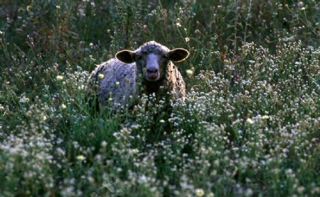 草丛中的绵羊图片