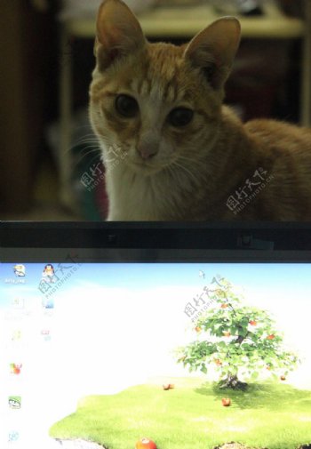 小猫壁纸电脑图片