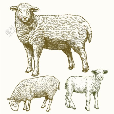 羊羊图片