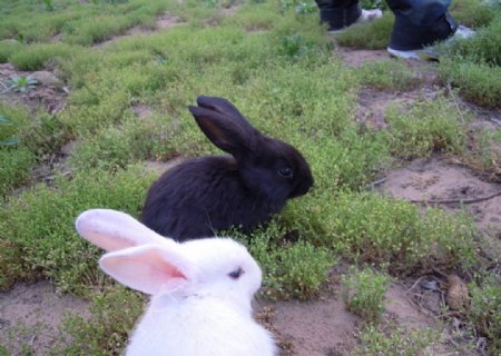 两只小兔图片