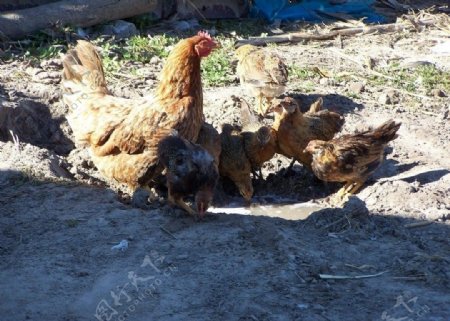 农家院里的母鸡与它的孩子们图片