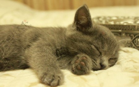 熟睡的猫咪图片