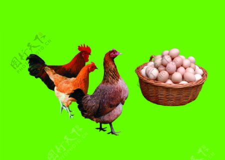 草鸡和鸡蛋图片