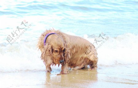 狗狗沙滩海图片