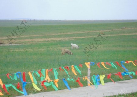 草原小羊图片