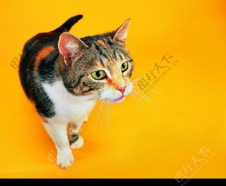 可爱之猫007图片