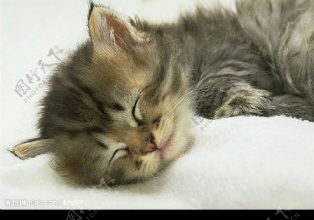 酣睡的猫咪图片