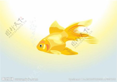 金鱼图片