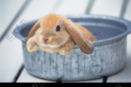脸盆里的兔子图片