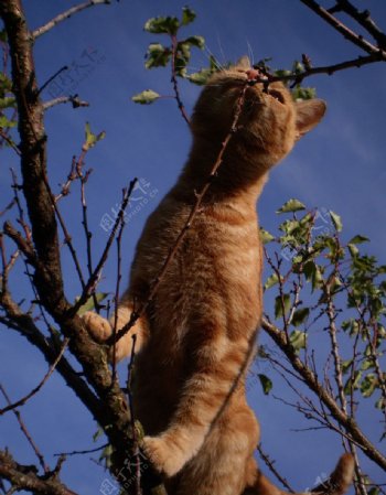 爬树的猫图片